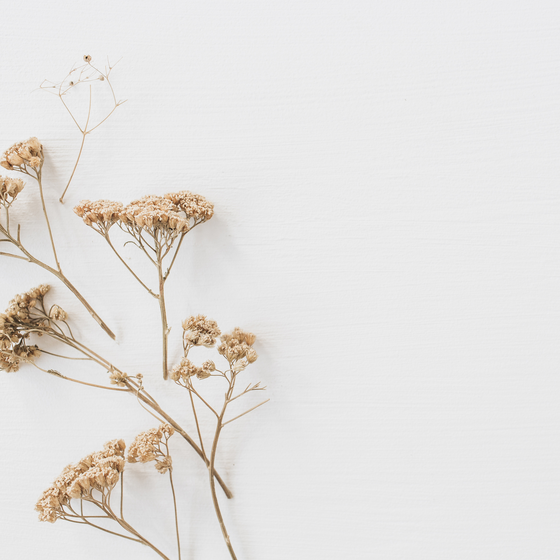 Dried Flowers on White Background